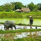 Nong dan - Tìm người yêu lâu dài - Dĩ An, Bình Dương - Tôi mộc mạc. Tìm em á