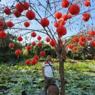 Tấn Phúc - Tìm người để kết hôn - Châu Thành, Bến Tre - Tìm bạn chân thành, dài lâu