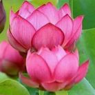 Quỳnh Như - Tìm người yêu lâu dài - Thủ Đức, TP Hồ Chí Minh - Tôi là người chân thành nghiêm túc