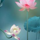Hương sen - Tìm người yêu lâu dài - Cam Ly - Đà Lạt, Lâm Đồng - Em không đẹp, chỉ có một trái tim, nhưng không ai hiểu.