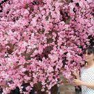 Như Ngọc - Tìm bạn tâm sự - Thủ Đức, Hồ Chí Minh - Tìm  tri kỷ
