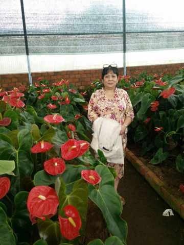 Bạn Nữ Thanh Loan Ly dị 58 tuổi Tìm bạn đời ở Sài Gòn, Hồ Chí Minh