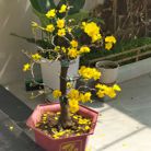 Thienchi078 - Tìm người yêu lâu dài - Ngũ Hành Sơn, Đà Nẵng - Chân thành thẳng thắng